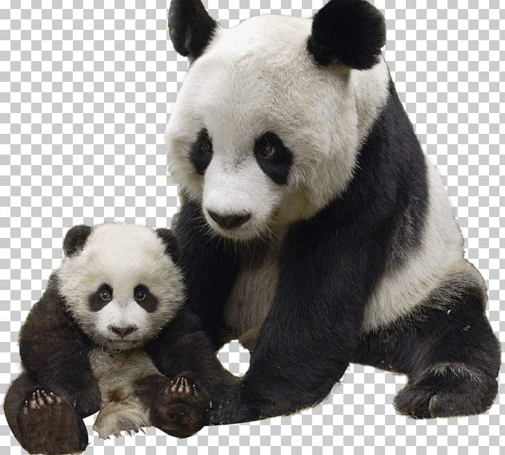 Giant Panda Polar Bear Red Panda Raccoon PNG, Clipart, American Black Bear, Animal, Animals, Baby Pandas, Bear Free PNG Download