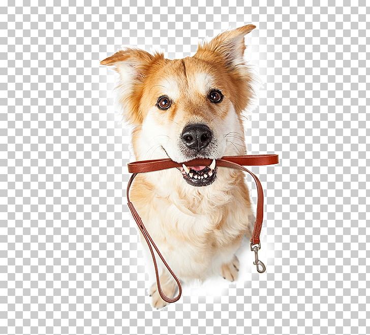 Labrador Retriever Cat Pet Sitting Puppy Leash PNG, Clipart, Animals, Carnivoran, Collar, Companion Dog, Dog Free PNG Download
