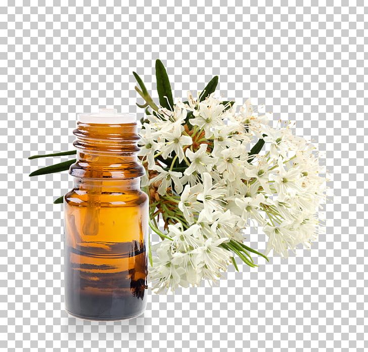 Marsh Labrador Tea Essential Oil Homeopathy Rhododendron Subsect. Ledum PNG, Clipart, Alternative Health Services, Bottle, Cut Flowers, Essential Oil, Flower Free PNG Download