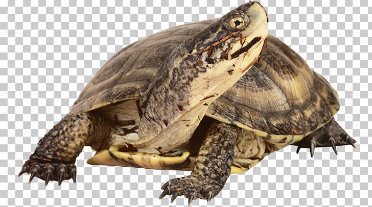 Box Turtle Common Snapping Turtle Tortoise Reptile PNG, Clipart, Animal, Animals, Box Turtle, Emydidae, Fauna Free PNG Download