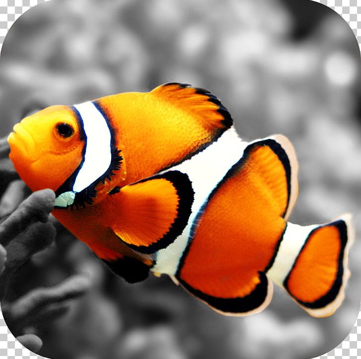 Clownfish Nemo Desktop PNG, Clipart, Animals, Aquarium, Beak, Clownfish, Coral Free PNG Download