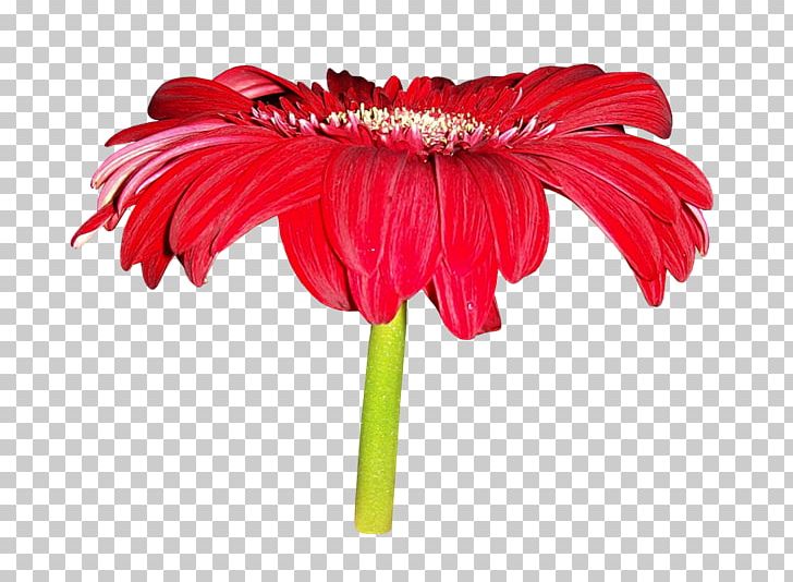 Cut Flowers Flower Bouquet PNG, Clipart, Bud, Chrysanthemum, Daisy Family, Digital Image, Flower Free PNG Download