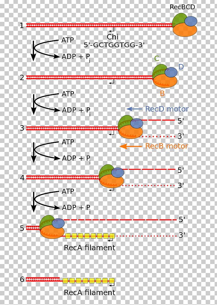 Exonuclease Endonuclease RecBCD Homologous Recombination DNA PNG, Clipart, Angle, Area, Creative Structure, Diagram, Dna Free PNG Download