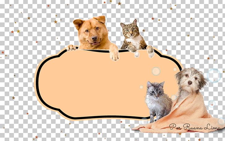 Whiskers Cat Puppy Dog Breed PNG, Clipart, Animals, Blog, Breed, Carnivoran, Cat Free PNG Download