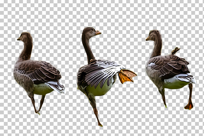 Bird Duck Water Bird Canada Goose Goose PNG, Clipart, Beak, Bird, Canada Goose, Duck, Ducks Geese And Swans Free PNG Download