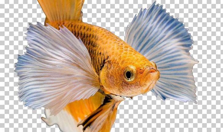 Paper Fish Desktop Metaphor Bladzijde PNG, Clipart, Animals, Aquarium Fish, Bladzijde, Blue, Color Free PNG Download