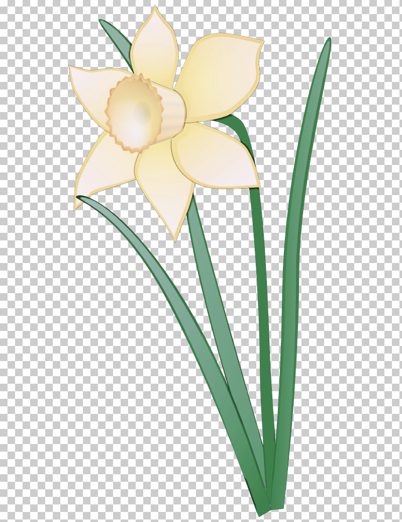 Flower Petal Plant Narcissus Pedicel PNG, Clipart, Flower, Narcissus, Pedicel, Petal, Plant Free PNG Download