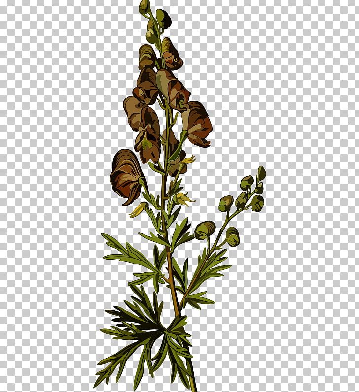Köhler's Medicinal Plants Aconite Buttercups PNG, Clipart,  Free PNG Download