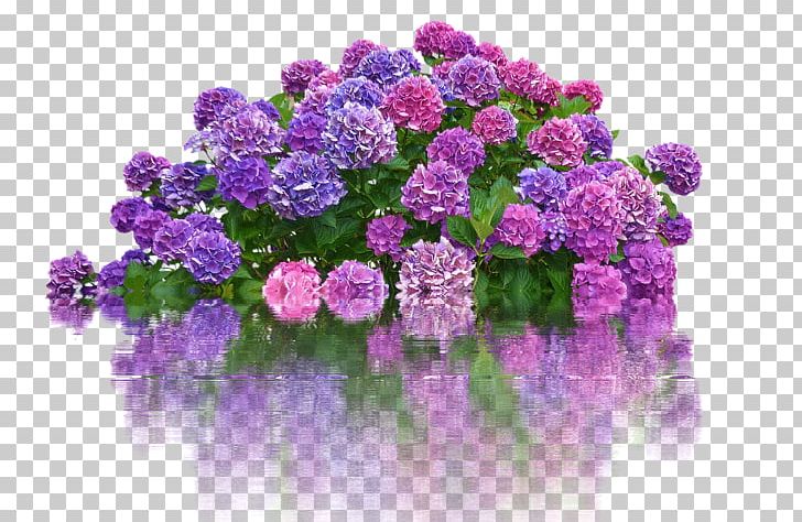 French Hydrangea Floral Design Cut Flowers Shrub PNG, Clipart, Annual Plant, Blue, Cut Flowers, Fleur, Floral Design Free PNG Download