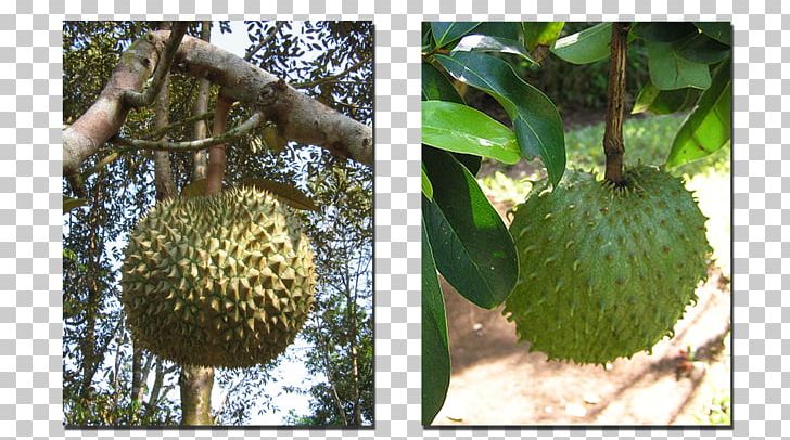 Cherimoya Soursop Sugar Apple Durian Fruit PNG, Clipart, Annona, Artocarpeae, Artocarpus, Artocarpus Odoratissimus, Breadfruit Free PNG Download