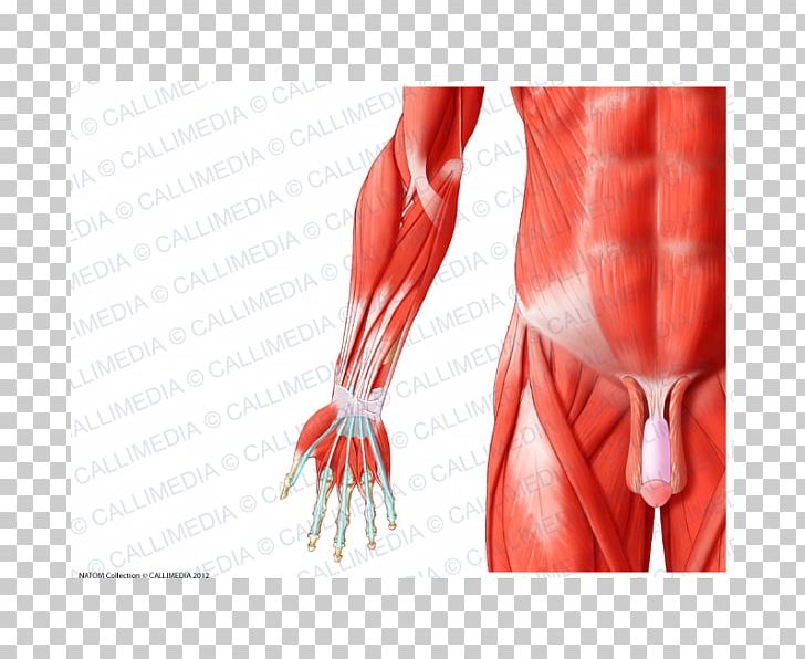 Forearm Muscle Human Anatomy Muscular System PNG, Clipart, Abdomen, Anatomy, Anterior, Arm, Blood Vessel Free PNG Download