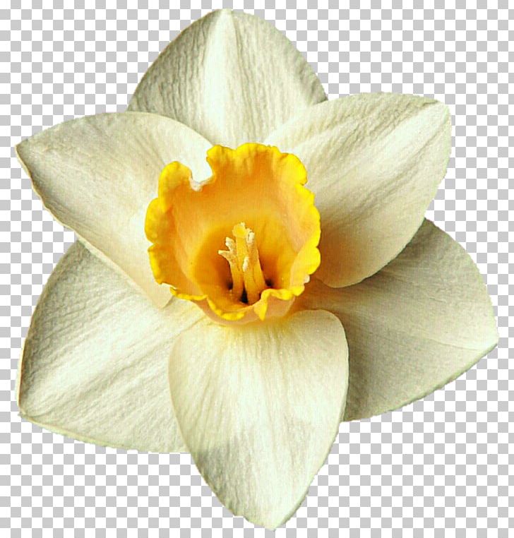 Daffodil Narcissus PNG, Clipart, Amaryllis Family, Art, Career Portfolio, Clip Art, Daffodil Free PNG Download