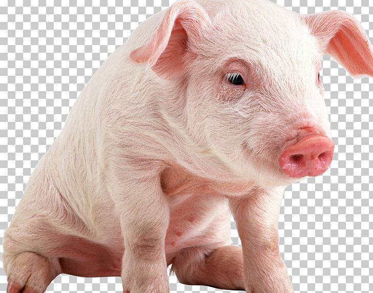 Domestic Pig Bacon Cattle Ham Candy PNG, Clipart, Animal, Animals, Bacon, Candy, Cattle Free PNG Download