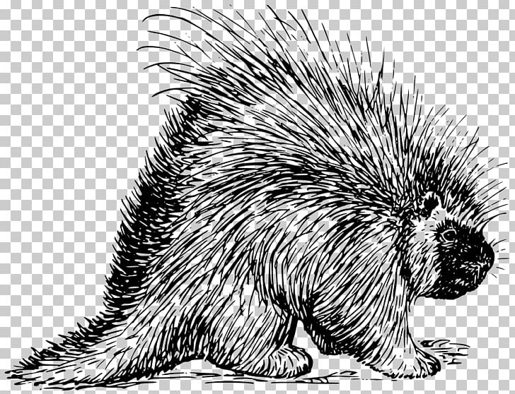 Rodent Porcupine Hedgehog T-shirt PNG, Clipart, Animal, Animals, Beaver, Black And White, Carnivoran Free PNG Download