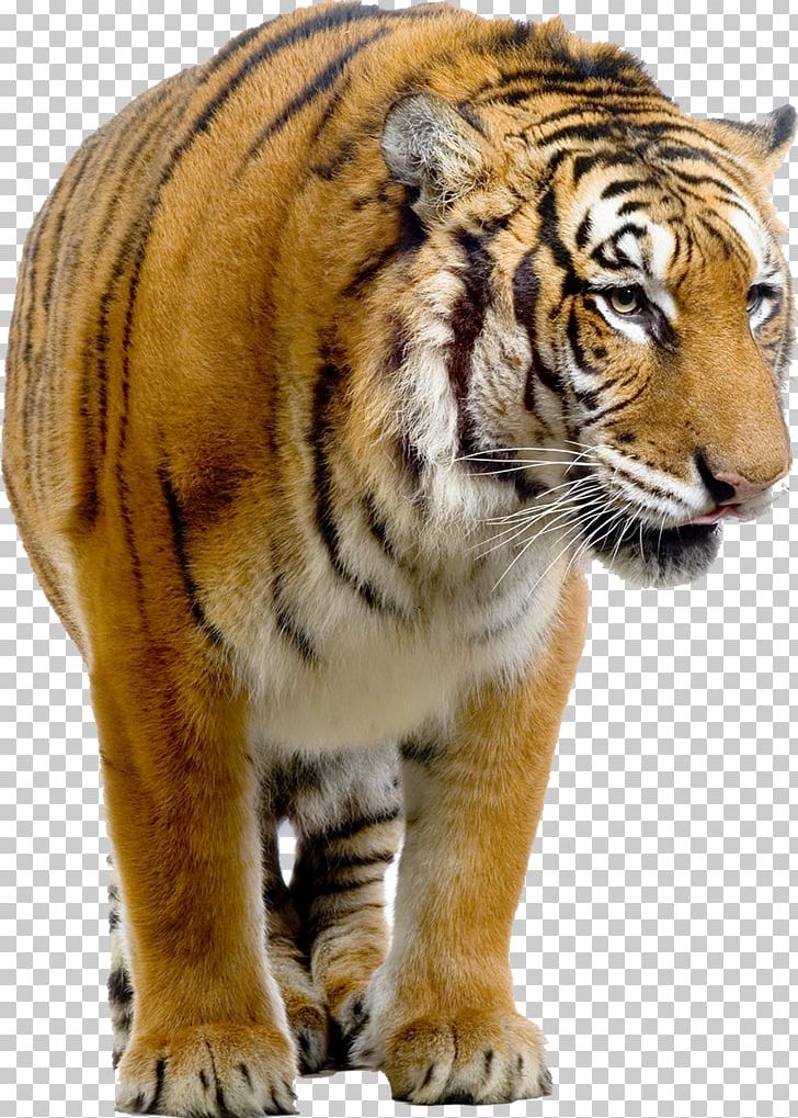 Bengal Tiger Siberian Tiger Felidae Stock Photography PNG, Clipart, Animal, Animals, Bengal Tiger, Big Cats, Carnivoran Free PNG Download