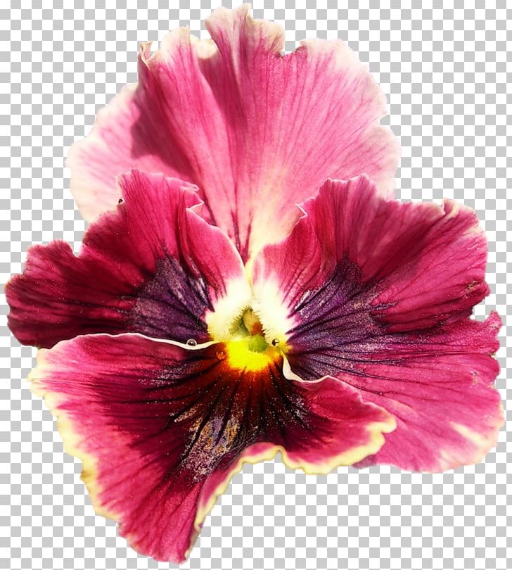 Pansy Hibiscus Magenta Annual Plant PNG, Clipart, Annual Plant, Flower, Flowering Plant, Hibiscus, Magenta Free PNG Download