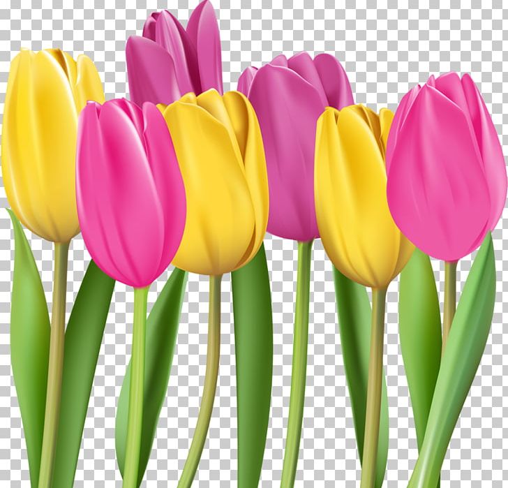 Tulip Flower Illustration PNG, Clipart, Color, Colorful Background, Coloring, Color Pencil, Colors Free PNG Download
