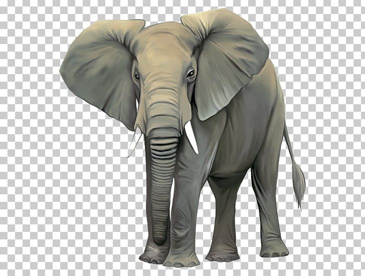 African Bush Elephant Asian Elephant PNG, Clipart, African Elephant, Animal, Animals, Baby Elephant, Cute Elephant Free PNG Download