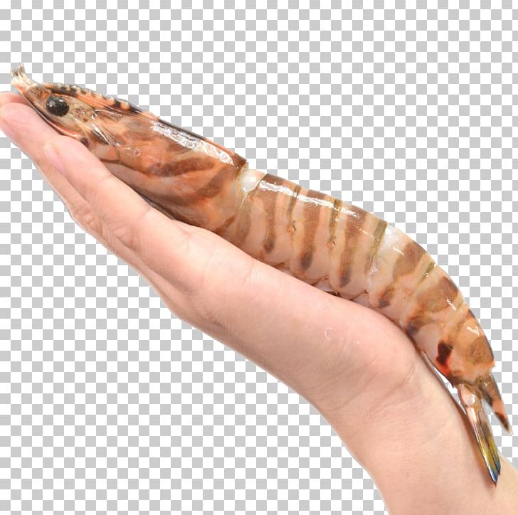 Caridea Chinese White Shrimp Prawn Seafood PNG, Clipart, Animal Source Foods, Arm, Cartoon, Elsa Frozen, Finger Free PNG Download