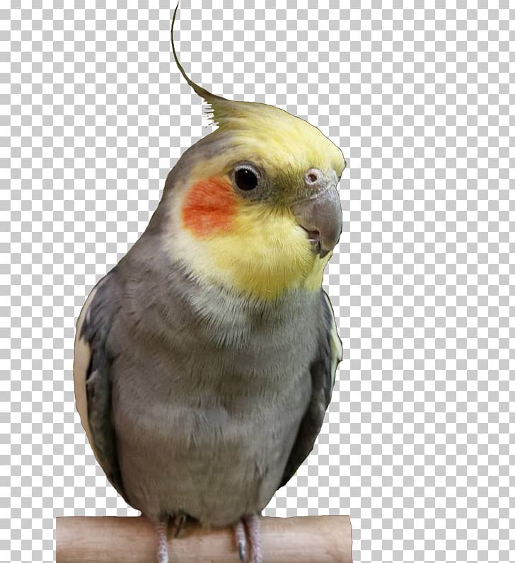 Cockatiel Budgerigar Lovebird Parakeet PNG, Clipart, Animal, Animals, Basecamp, Beak, Bird Free PNG Download