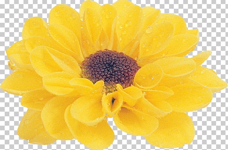 Flower Petal Chrysanthemum Email PNG, Clipart, Chrysanthemum, Chrysanths, Dahlia, Daisy Family, Email Free PNG Download