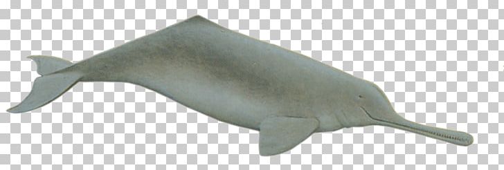 Ganges Tucuxi Porpoise Indus River Dolphin PNG, Clipart, Amazon River, Animal, Animal Figure, Atlantic Humpback Dolphin, Baiji Free PNG Download