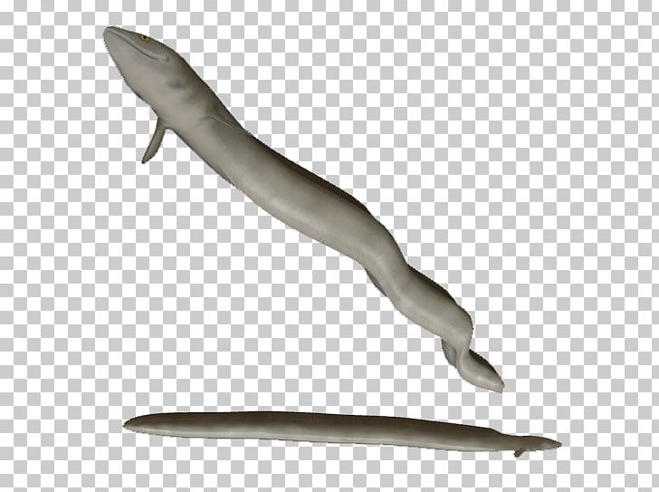 Platypus Moray Eel Zoo Tycoon 2 PNG, Clipart, Anguilla, Eel, European Eel, Fauna, Fish Free PNG Download