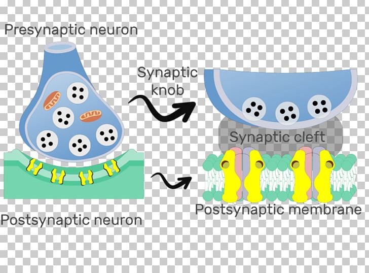 Postsynaptic Potential Chemical Synapse Neuron Neuroscience PNG, Clipart, Area, Axon, Biological Membrane, Biology, Brand Free PNG Download