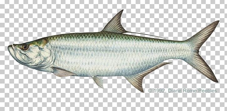 Tarpon Springs Boca Grande Tarpon Charter Recreational Boat Fishing Fly Fishing PNG, Clipart, Atlantic Tarpon, Boca Grande, Bony Fish, Coastal Fish, Common Snook Free PNG Download