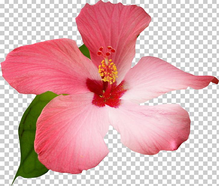Watercolor: Flowers Painting PNG, Clipart, Alstroemeriaceae, Cartoon, China Rose, Chinese Hibiscus, Cut Flowers Free PNG Download