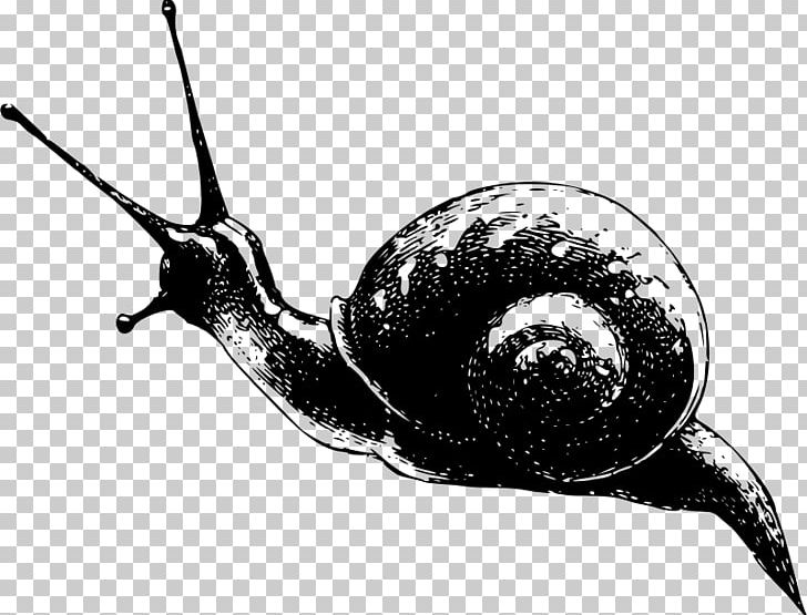 White Garden Snail Gastropods Slug PNG, Clipart, Animal, Black And White, Clip Art, Fauna, Garden Snail Free PNG Download