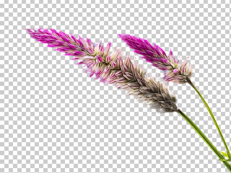 Flower Plant Grass Family Grass Elymus Repens PNG, Clipart, Amaranth Family, Elymus Repens, Flower, Grass, Grass Family Free PNG Download
