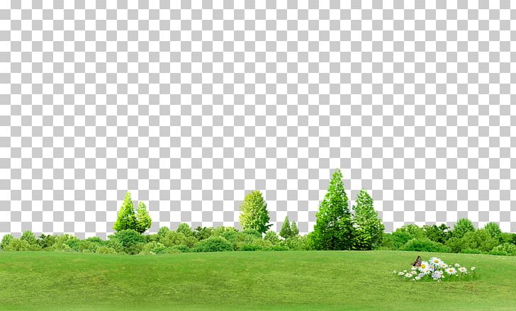 Chroma Key Tree Computer File PNG, Clipart, Background, Chroma Key, Color, Computer Icons, Computer Wallpaper Free PNG Download