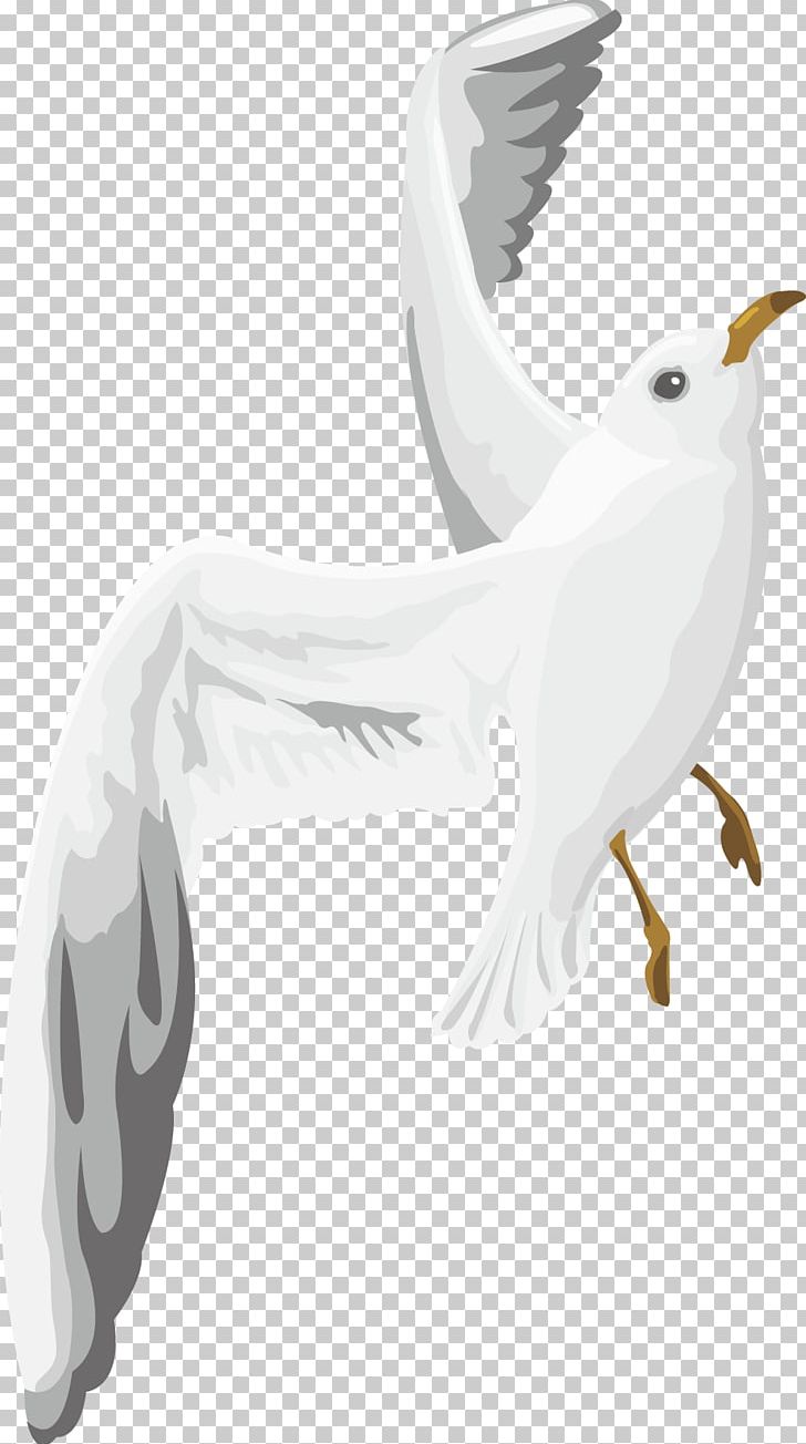 Columbidae White Wing PNG, Clipart, Bird, Bird Of Prey, Black, Black Background, Black Hair Free PNG Download
