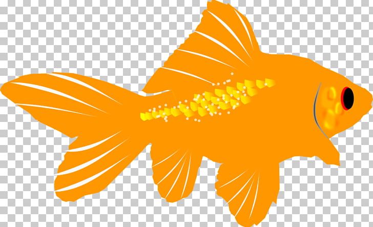 Goldfish PNG, Clipart, Aquarium, Bony Fish, Document, Drawing, Easy Fish Cliparts Free PNG Download