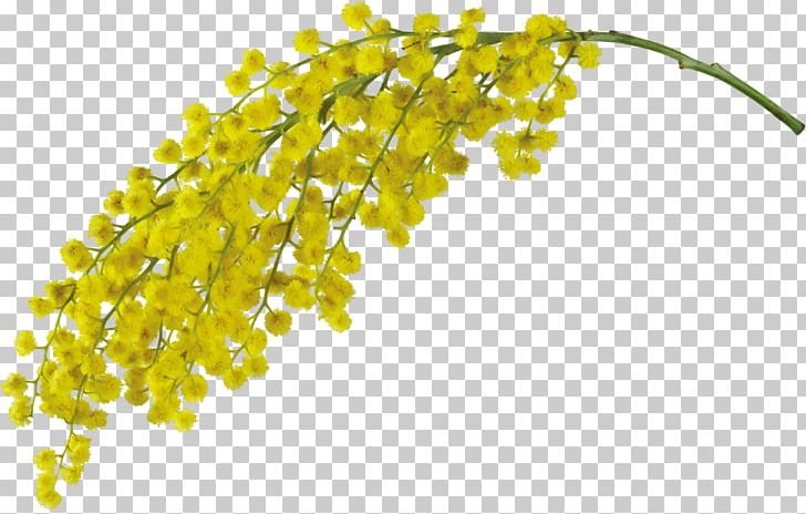 Mimosa Pudica Acacia Dealbata Flower PNG, Clipart, Acacia, Acacia Dealbata, Body Jewelry, Clip Art, Essential Oil Free PNG Download