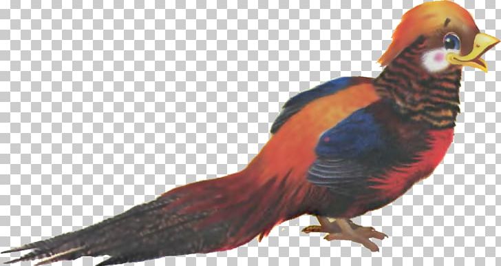 Phasianidae Feather Fauna Beak Wildlife PNG, Clipart, Animals, Beak, Bird, Bird Cartoon, Cartoon Free PNG Download