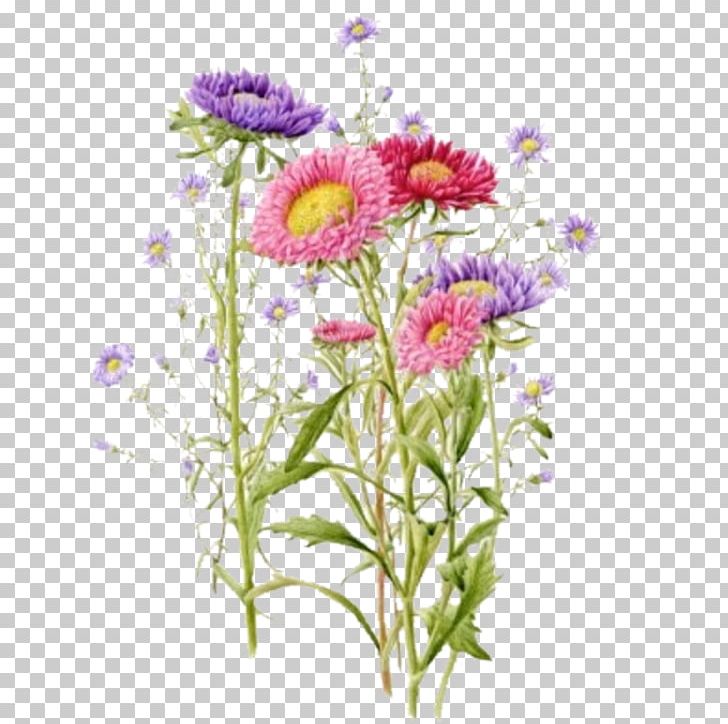Common Daisy Marguerite Daisy Oxeye Daisy Chrysanthemum Floral Design PNG, Clipart, Annual Plant, Argyranthemum, Aster, Botanical Illustration, Botany Free PNG Download