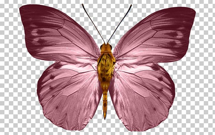 Monarch Butterfly Insect PNG, Clipart, Brush Footed Butterfly, Butterfly, Color, Computer Icons, Greta Oto Free PNG Download