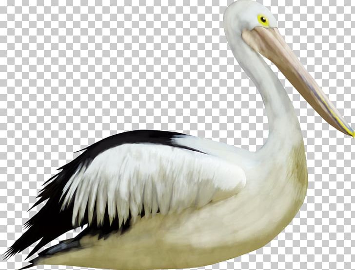 Bird Crane Duck PNG, Clipart, Animal, Animals, Beak, Bird, Crane Free PNG Download