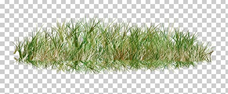 Lawn Portable Network Graphics Grass PNG, Clipart, Art, Flower Garden, Grass, Grass Family, Green Free PNG Download