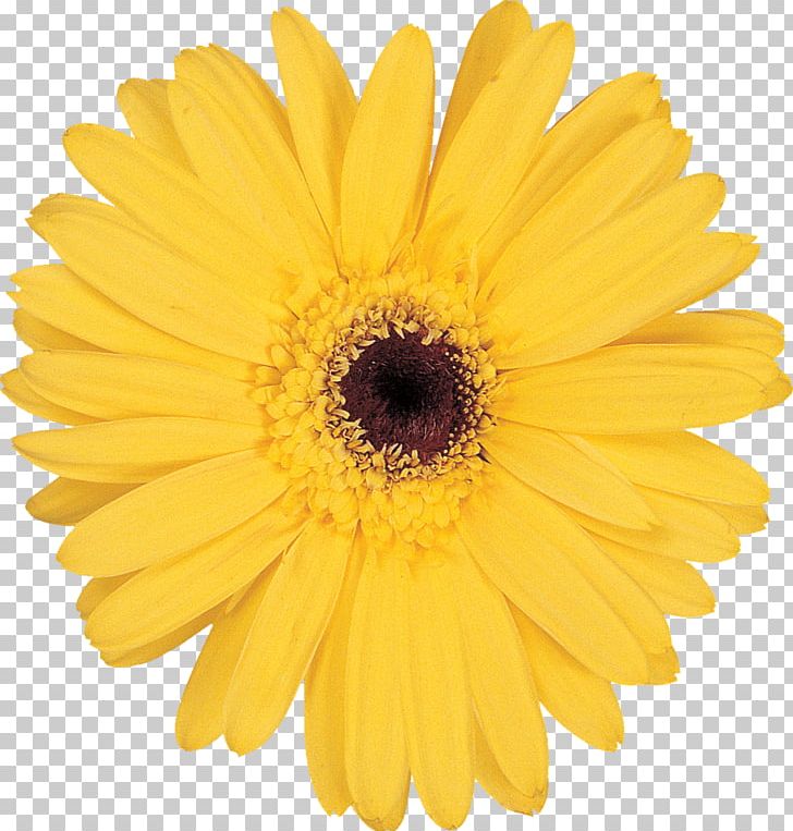 Stock Photography Flower Yellow Transvaal Daisy PNG, Clipart, Calendula, Chrysanths, Color, Common Daisy, Cut Flowers Free PNG Download