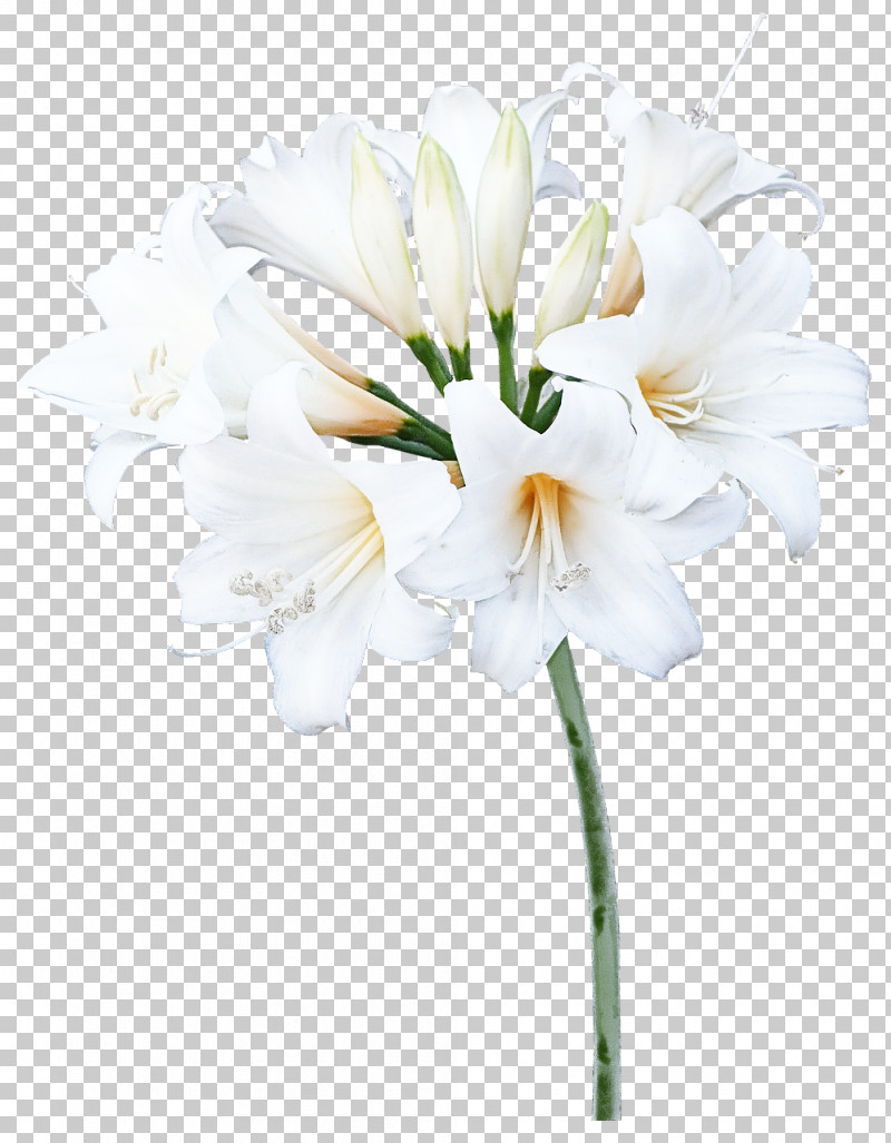 Flower Bouquet PNG, Clipart, Amaryllis, Biology, Cut Flowers, Flower, Flower Bouquet Free PNG Download