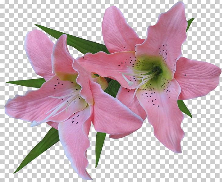 Tiger Lily Easter Lily Arum-lily Amaryllis Belladonna PNG, Clipart, Alstroemeriaceae, Amaryllis, Amaryllis Belladonna, Arumlily, Calla Lily Free PNG Download