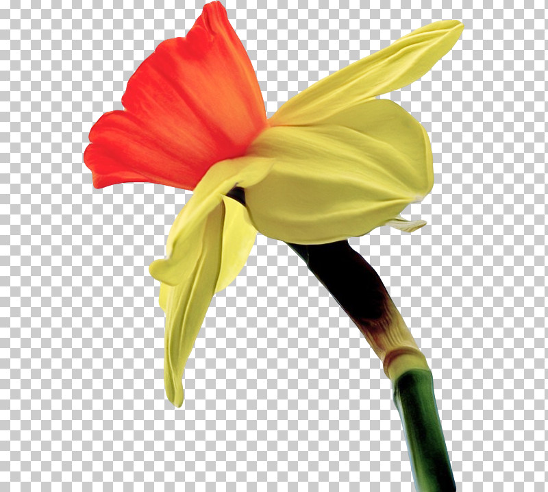 Flower Yellow Plant Petal Pedicel PNG, Clipart, Amaryllis Belladonna, Amaryllis Family, Anthurium, Cut Flowers, Flower Free PNG Download