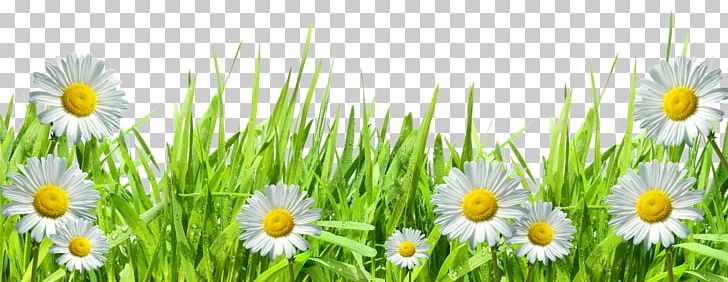 Common Daisy Lawn Photography PNG, Clipart, Camomile, Chamaemelum Nobile, Commodity, Common Daisy, Computer Wallpaper Free PNG Download