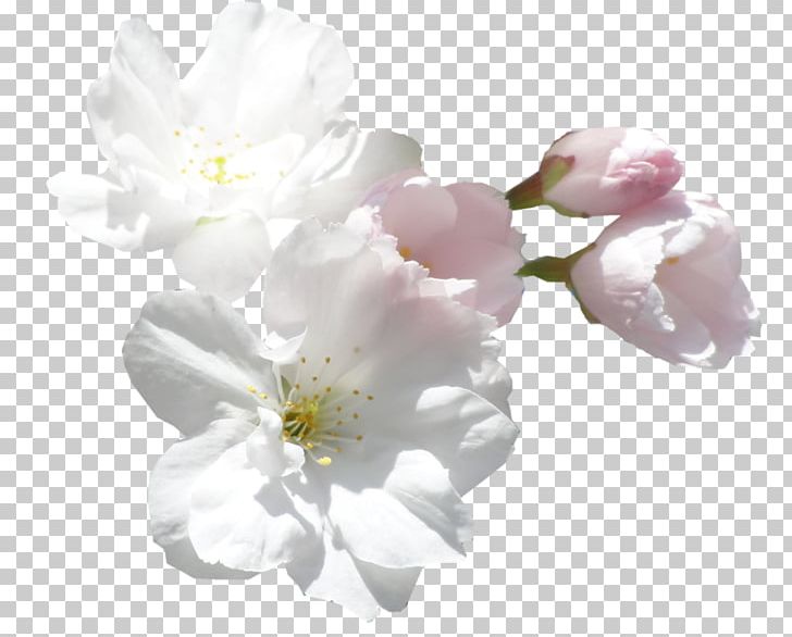 Cut Flowers White PNG, Clipart, Blossom, Branch, Color, Cut Flowers, Daffodil Free PNG Download