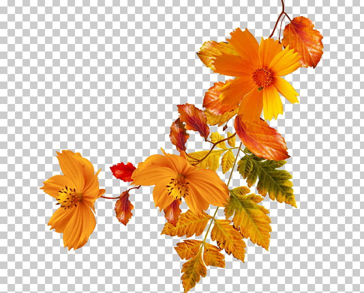 Flower Autumn PNG, Clipart, Autumn, Blog, Branch, Clip Art, Cut Flowers Free PNG Download