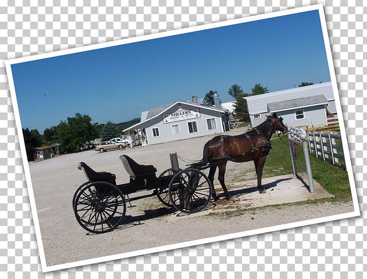Horse And Buggy Mare Horse Harnesses Stallion PNG, Clipart, Carriage, Cart, Chariot, Harness Racing, Horse Free PNG Download