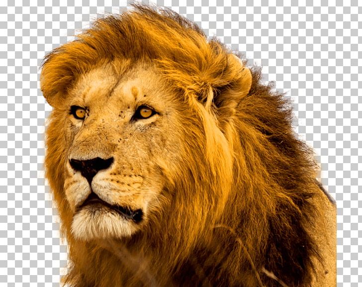 Hwange National Park United States Lion Cecil Trophy Hunting PNG, Clipart, Animal, Animals, Big Cats, California Sea Lion, Carnivoran Free PNG Download